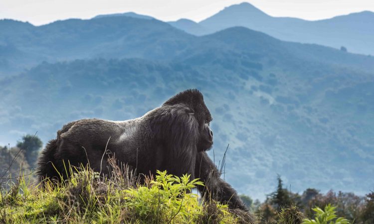 Rwanda Safaris