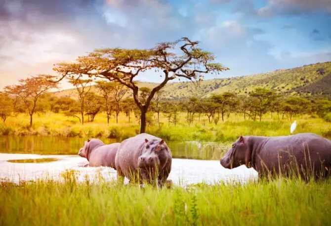 Akagera National Park