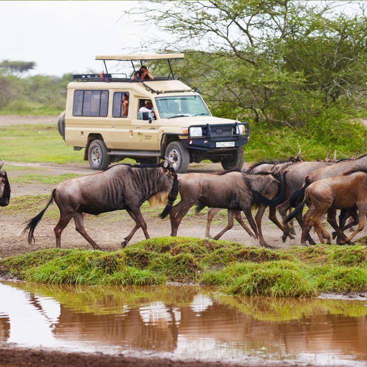 Serengeti Plains