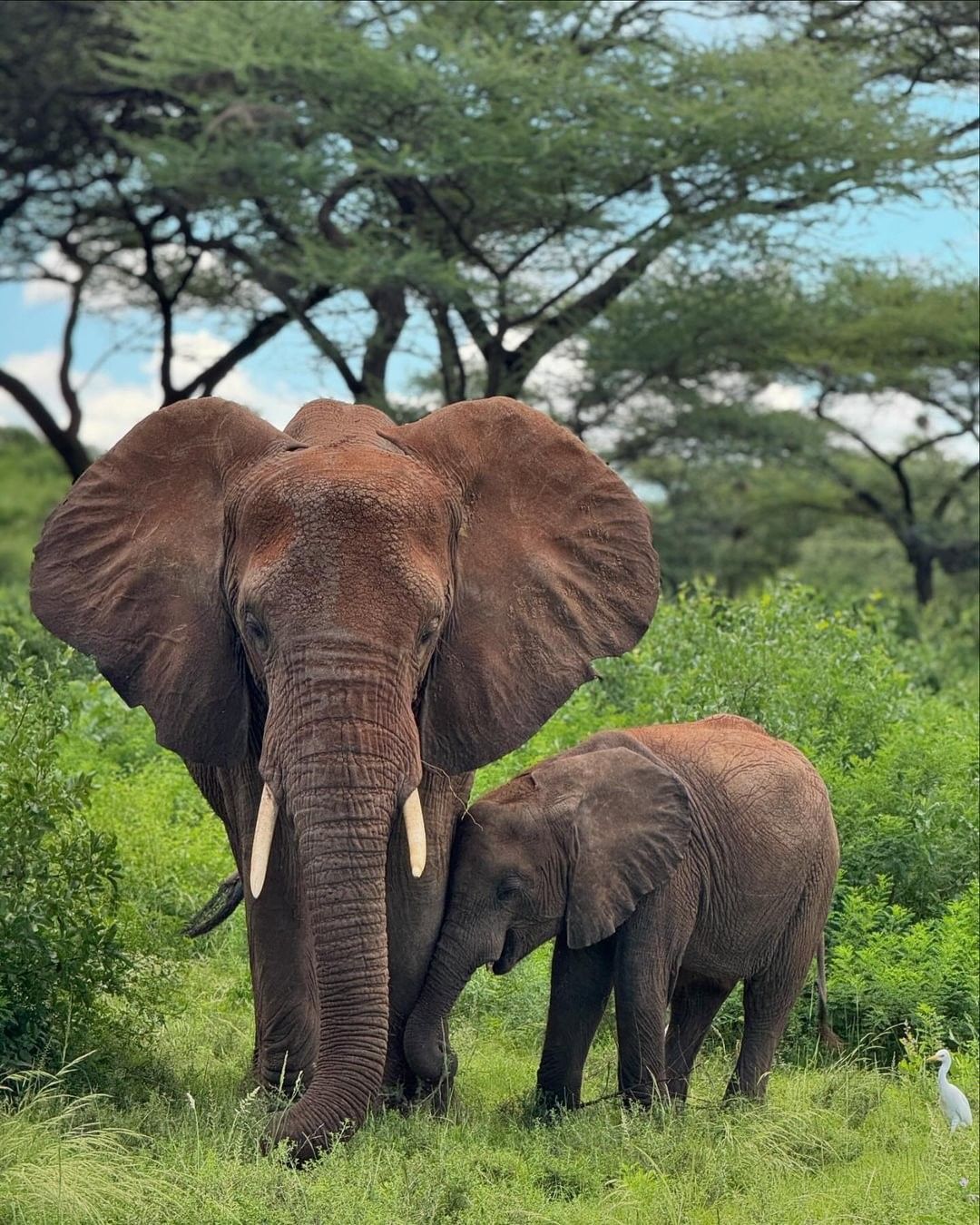 Amboseli National Park