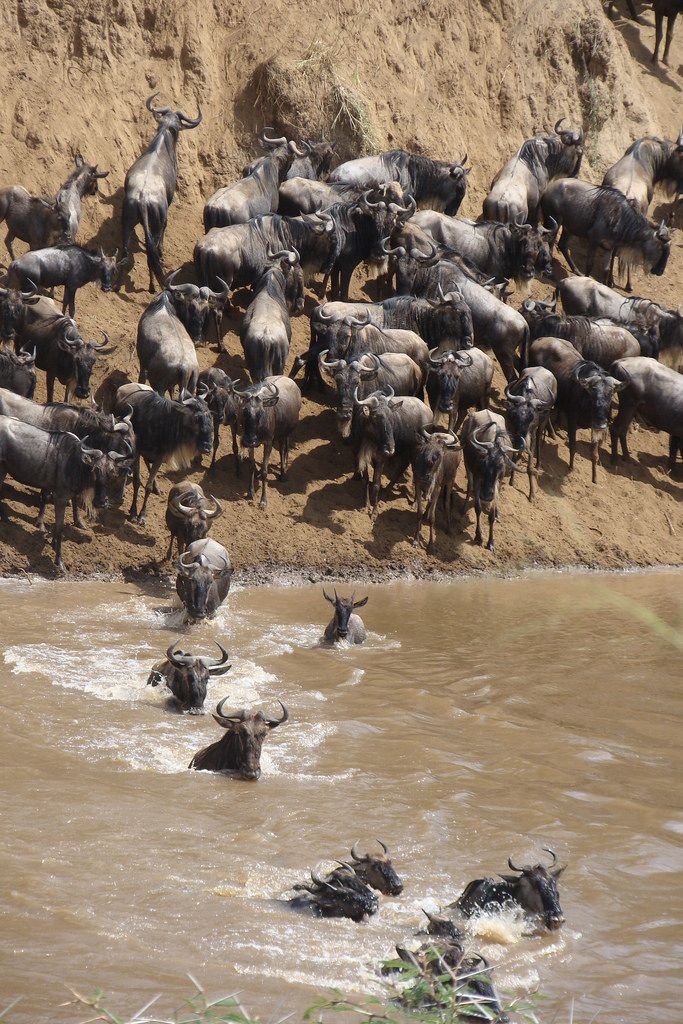 Ngorongoro Crater