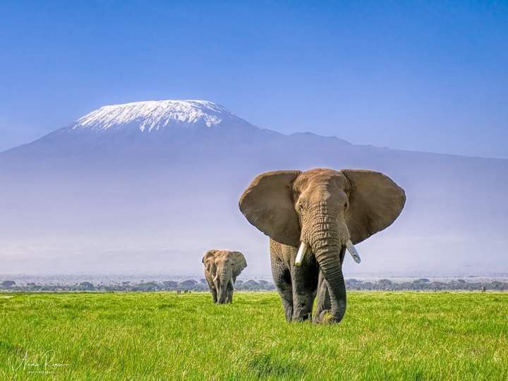 2 Days Amboseli Safari Package