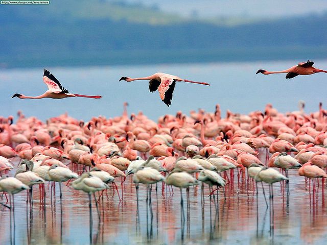 3 Days Lake Nakuru Safari