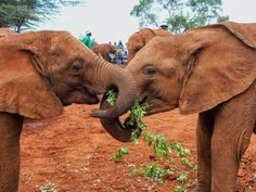 David Sheldrick Elephant Orphanage Day Trip