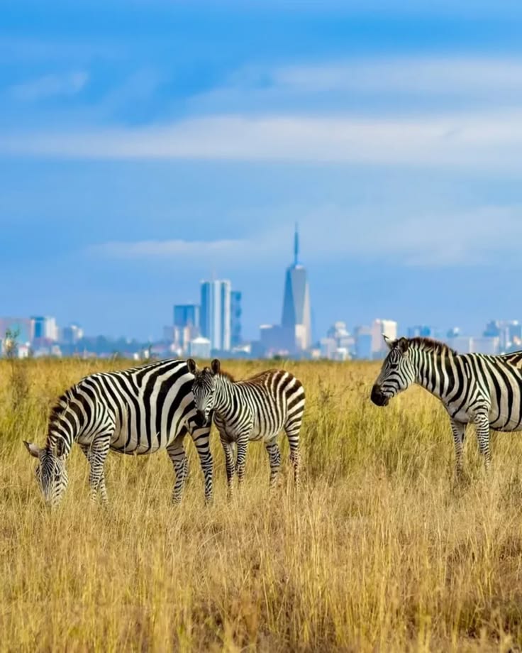Nairobi National Park Day Tour