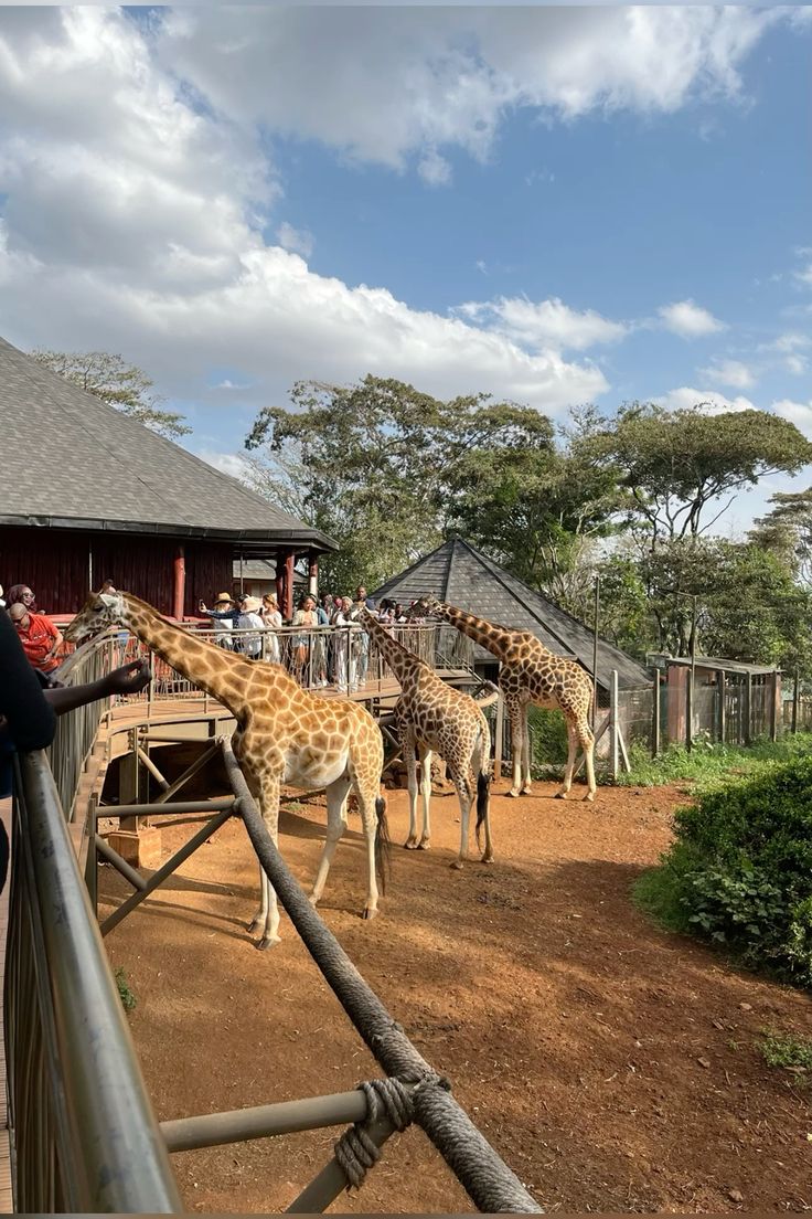 Giraffe Center Day Tour