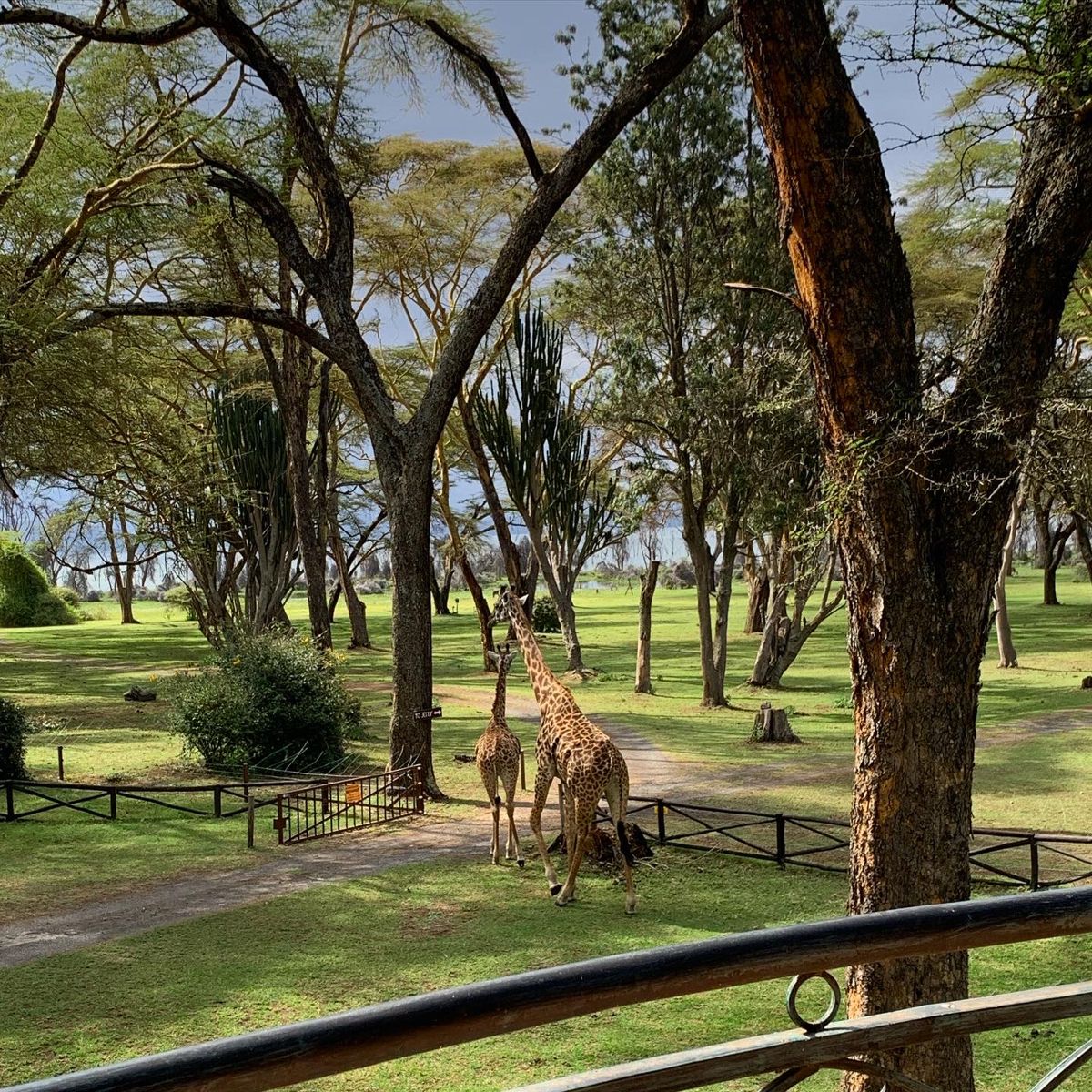 5 Days Amboseli / Naivasha / Masai Mara / Nairobi Safari
