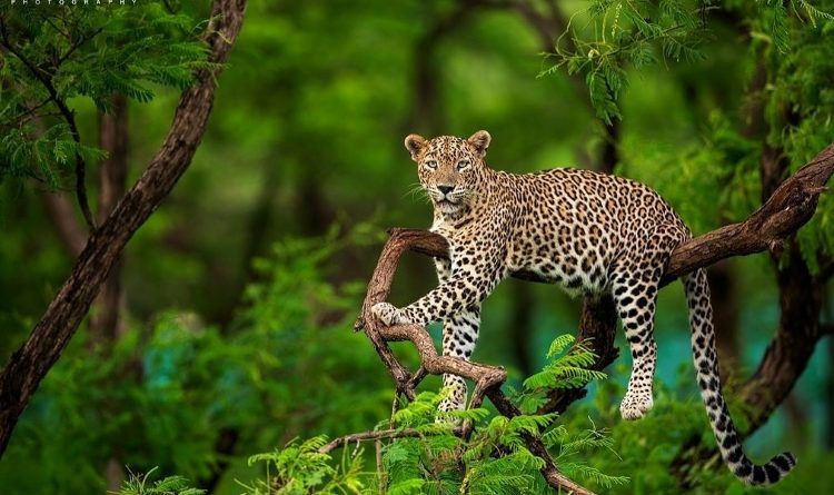 2 Days Lake Manyara / Ngorongoro Crater Safari
