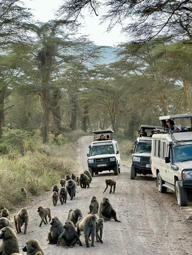 5 Days Lake Manyara / Serengeti / Ngorongoro Safari