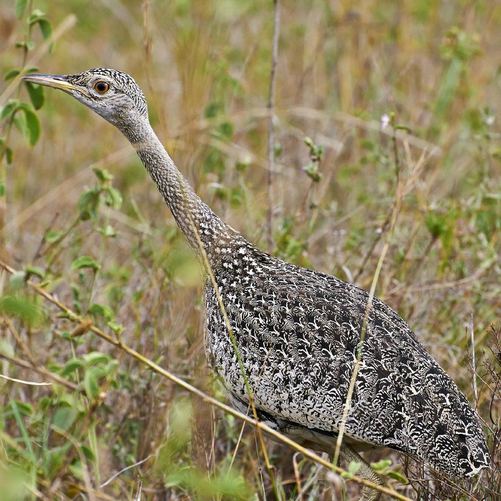 7 Days Manyara / Serengeti / Ngorongoro / Tarangire Safari