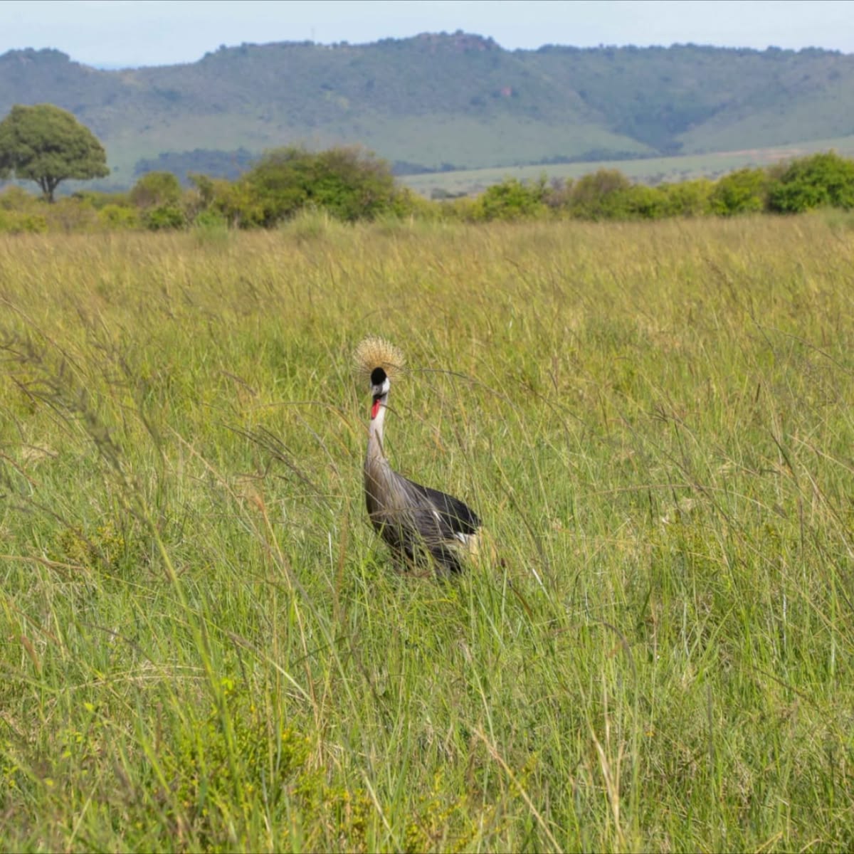 5 Days Lake Nakuru / Bogoria / Naivasha / Masai Mara Safari