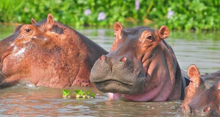 7 Days Uganda Wildlife & Primates