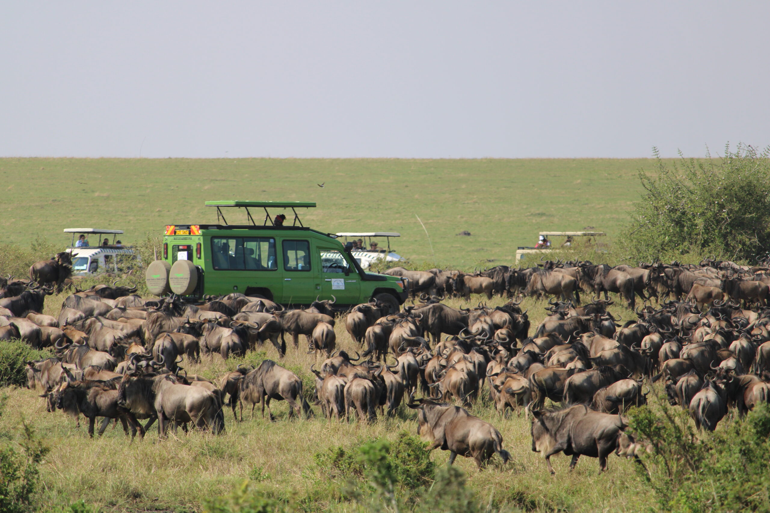 6 Days Kenya Safari: Masai Mara, Lake Nakuru & Amboseli