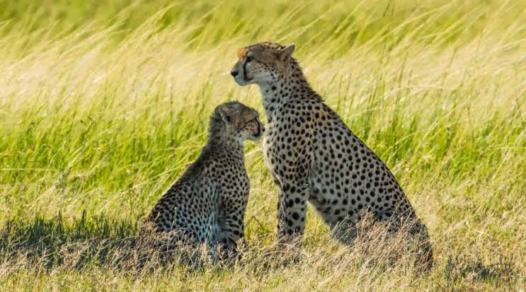 7 Days Kenya Safari: Masai Mara, Amboseli & Tsavo West