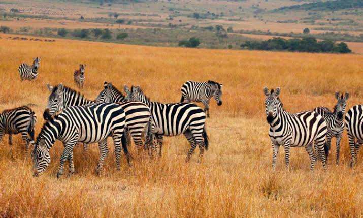 5 Days Tanzania Safari: Serengeti & Ngorongoro