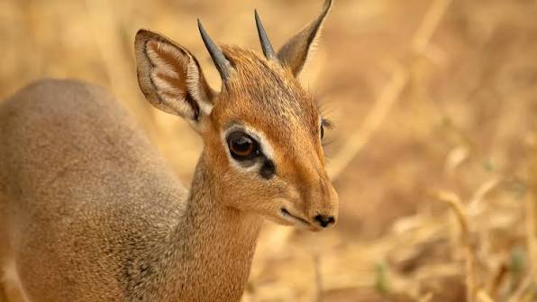 7 Days Best of Tanzania Safari
